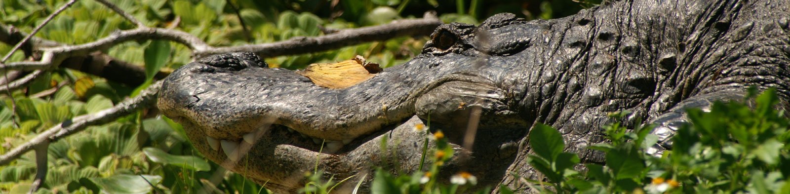 Reisen-Reisefuehrer-reisetipps-travel-guide-book-tour-usa-florida-naples-bird rookery swamp-alligators